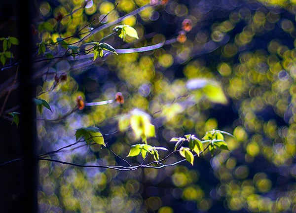 Photograph of sunlit leaves