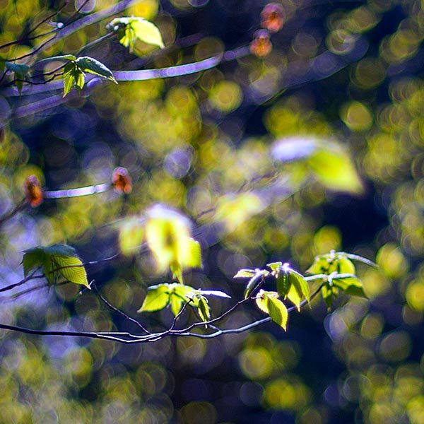 leaves bathed in sunlight