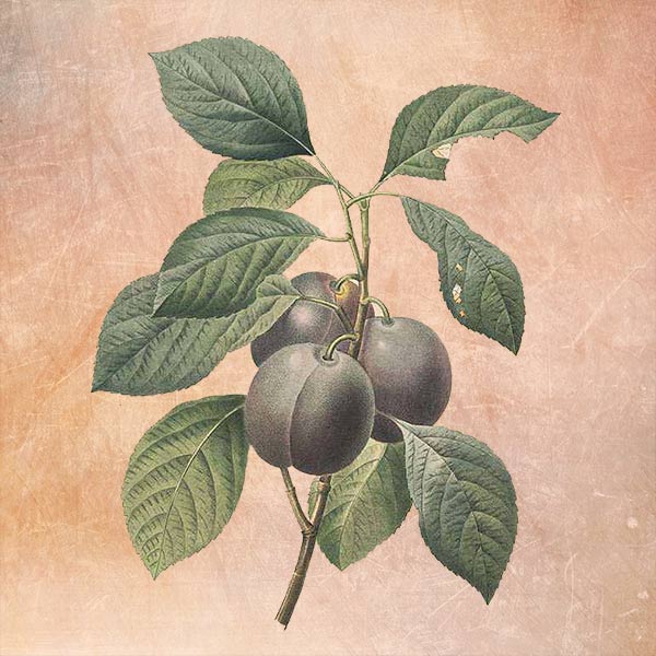illustration of plums