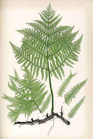A colored drawing of common bracken, or 'pteridium.'