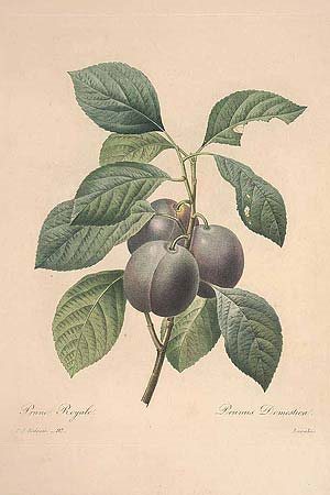 A drawing of the damson plum, or "prunus domestica."