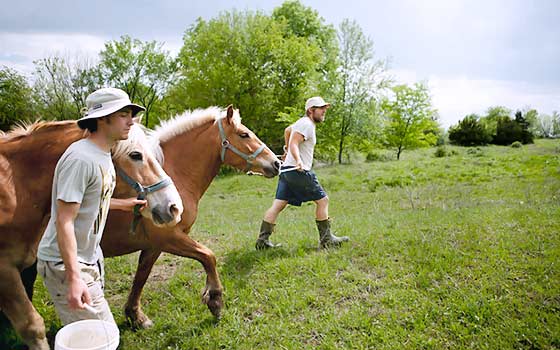 horses at still waters sanctuary