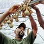 Richard Joyner hanging onions at one of Conetoe's farms.