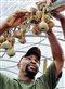 Richard Joyner hanging onions at one of Conetoe's farms.