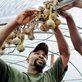Richard Joyner hanging onions at one of Conetoe's farms.