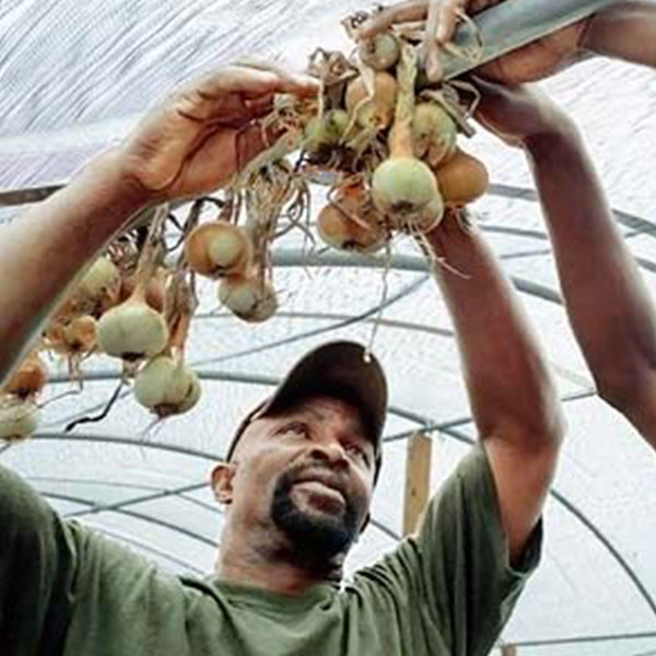 Richard Joyner hanging onions at one of Conetoe's farms.