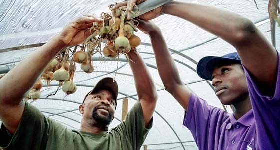 Richard Joyner teaches a young man how to hang onions.