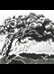 Detail from a Japanese-style block print of a windswept tree.