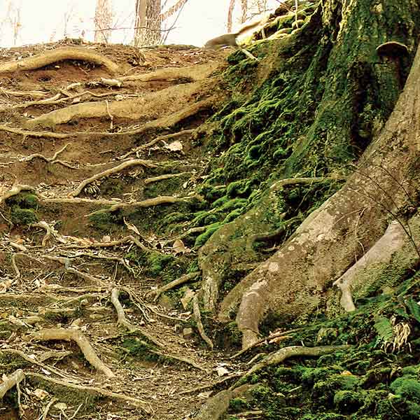 A photograph of a tree with gnarly surface roots.