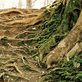 A photograph of a tree with gnarly surface roots.