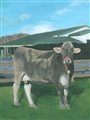 painting of a cow