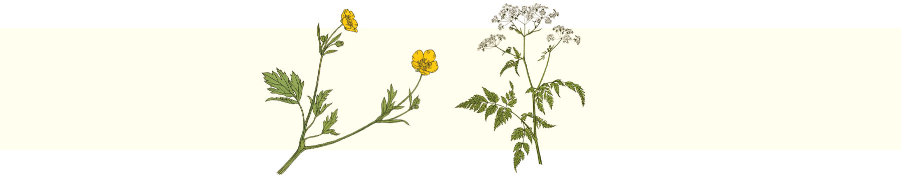 drawings of yellow buttercups and white yarrow