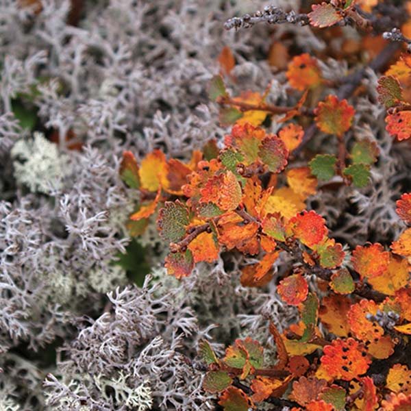 photo of white dusty miller fronds and yellow poplar leaves