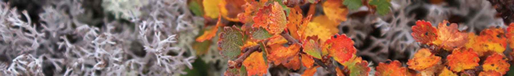 photo of white dusty miller fronds and yellow poplar leaves