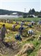 The ARI community harvests rice on its farm in northern Japan.