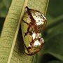 caterpillar chrysalis