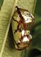 caterpillar chrysalis