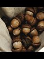 acorns
