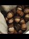 acorns