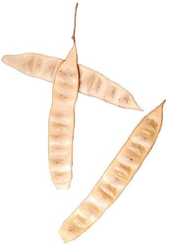dried bean pods