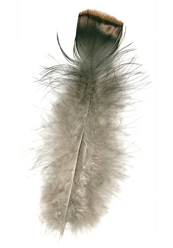 turkey feather