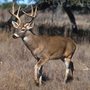 photo of white tailed deer