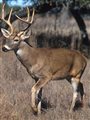 photo of white tailed deer