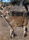 photo of white tailed deer