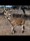 photo of white tailed deer
