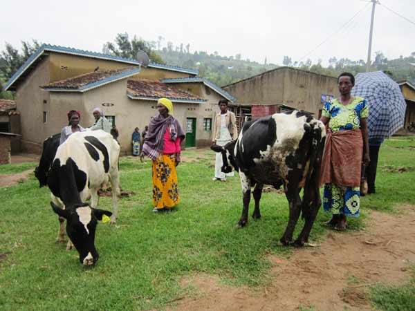 Providing livestock is a sustainable way to help widows support themselves.