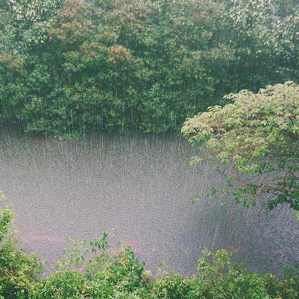 photo of misty trees