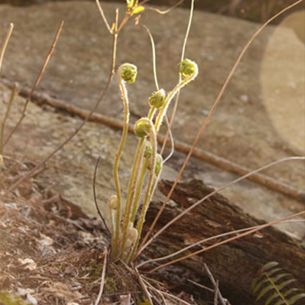 fiddleheads