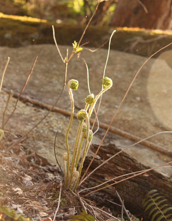 Fiddleheads unfurling in a wooded area.