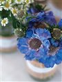blue poppies and white daisies in pottery vases