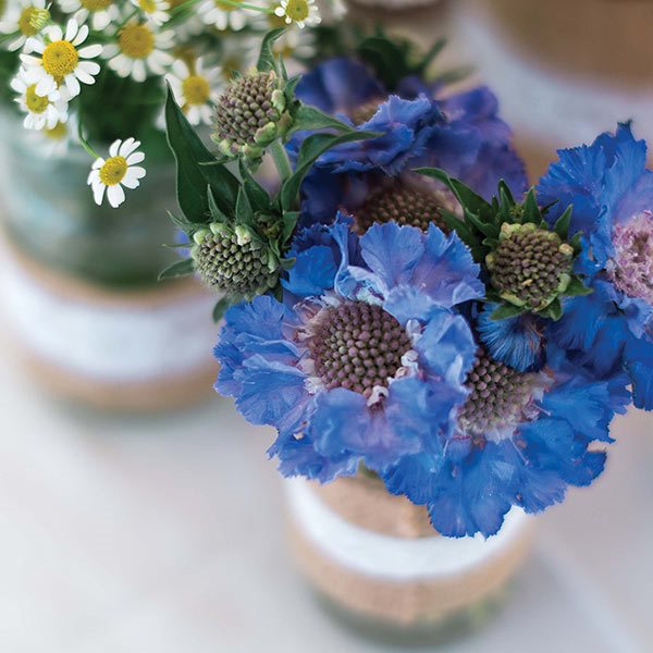 blue poppies and white daisies in pottery vases