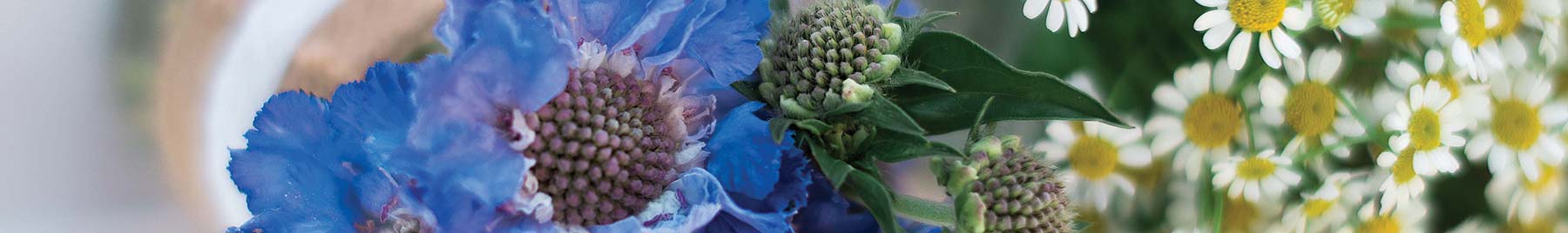 blue poppies and white daisies