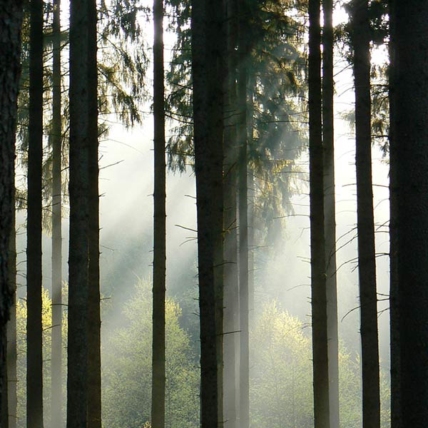 sun shining through trees