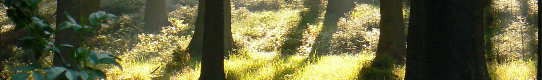 Dappled sunlight on the forest floor.