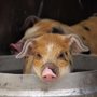 A tan and white piglet looks out of a feed bucket.