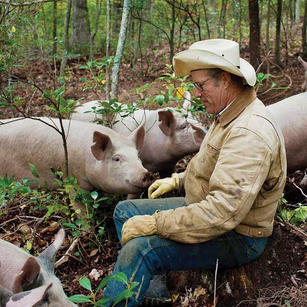 Joel Salatin and pigs in the woods