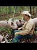 A happy pig