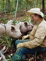 Joel Salatin and pigs in the woods