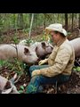 Joel Salatin and pigs in the woods