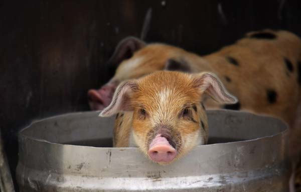 A tan and white piglet looks out of a feed bucket.
