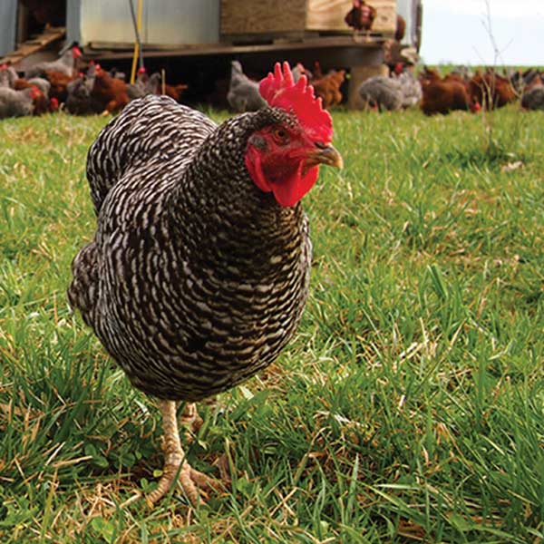 a chicken outside a henhouse