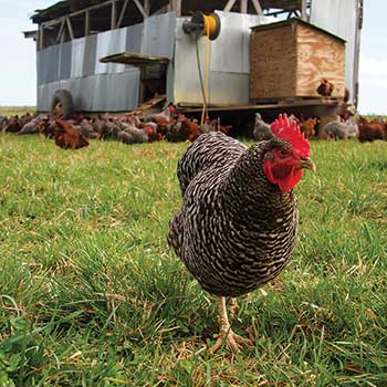 a chicken outside a henhouse