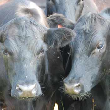 two gray cows grazing