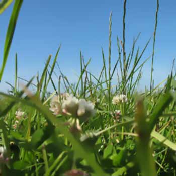 grass blowing in the wind under a blue sky