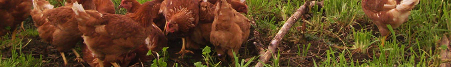 chickens scratching in grass