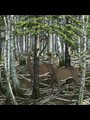 two deer among coniferous trees